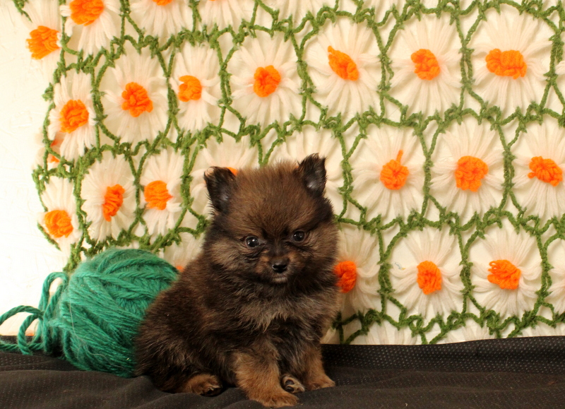 puppy, for, sale, Pomeranian, Matthew B. Stoltzfus, dog, breeder, Gap, PA, dog-breeder, puppy-for-sale, forsale, nearby, find, puppyfind, locator, puppylocator, aca